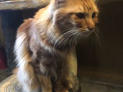 -猫猫幼稚园·撸猫·桌游·电玩