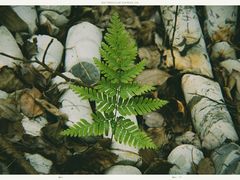 -铁山坪森林公园