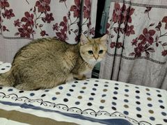 -猫大福·Fortune Cat猫舍(百子湾店)