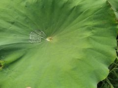 -渭河城市绿地运动公园