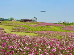 -空港花田景区