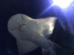 -暹罗海洋世界