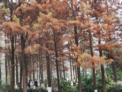 -重庆彩云湖湿地公园