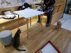 大堂-滚猫咖啡·猫咖·猫友好撸猫(未来城店)