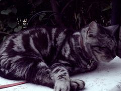 -海边的猫和咖啡馆