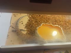 -酷以爬仙阁实体爬宠店·守宫·蜥蜴·专业繁育