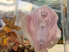 -上海海洋水族馆