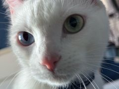 -FAELING PETS美天灵宠物(富力广场店)