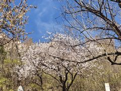 -北京凤凰岭