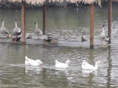 -溱湖国家湿地公园