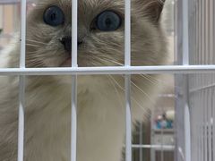 -藏猫猫咖啡主题馆(中央大道店)