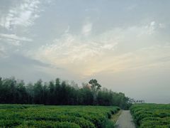 -桑洲油菜花景区