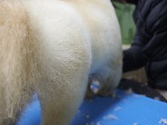 -鑫艺宠物美容培训学校