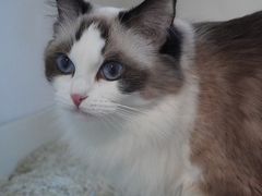 -伟伟宠物医院·CT影像中心·瑞派犬猫综合性门诊(汉口总院)