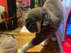 -猫色咖啡·猫咖