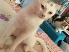 -瑞鹏动物医院宠美康(扬子江路分院)