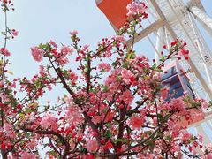 -顾村公园