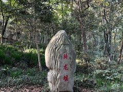 -上海佘山国家森林公园天马山园