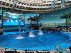 -海合安成都极地海洋公园