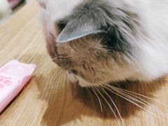 -藏猫猫咖啡主题馆(中央大道店)