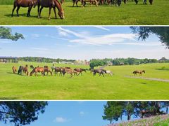 -武汉木兰草原风景区