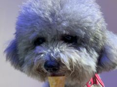 -CREAM STORY意大利手工冰淇淋&甜品(万象前海店)