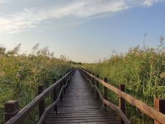 -西青郊野公园
