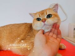 -十年猫舍·猫咪专门店(普陀店)