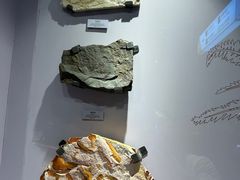 -正佳自然科学博物馆