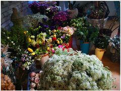 -Jo's Garden