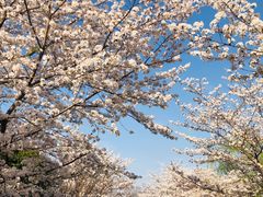 -顾村公园