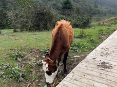 -武陵山森林公园