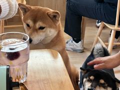 -柴の食堂·日式家庭料理·熊之肆(大学路店)