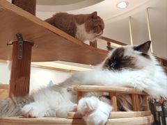 -滚猫咖啡·猫咖·猫友好撸猫(未来城店)