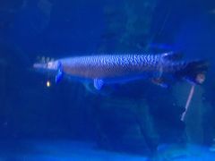 -烟台海昌鲸鲨海洋公园