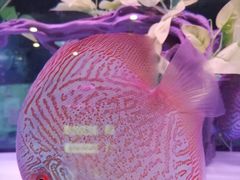 -中环花鸟鱼虫市场