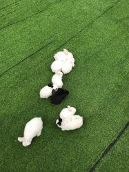 -萌宠亲子动物乐园(槐房万达店)