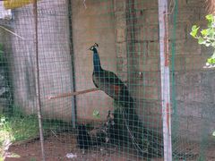 -柞水乾佑红门家菜