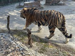 -上海野生动物园老虎餐厅