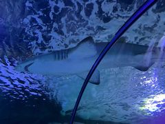 -悉尼海洋生物水族馆