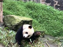 -都江堰中华大熊猫苑