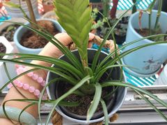 -中环花鸟鱼虫市场