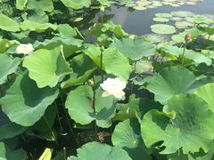 -荷塘月色湿地公园·向阳花洲