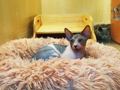 -momokira米努特·德文卷毛猫·棉花面纱犬