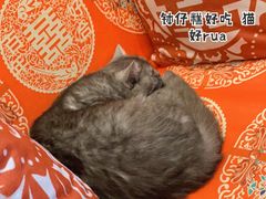 -元氏钵仔糕(北京路店)