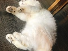 -吉丁鸟咖·异宠·寄养