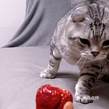 原來喝咖啡也會讓人醉生夢死！