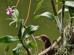 -深圳仙湖植物园