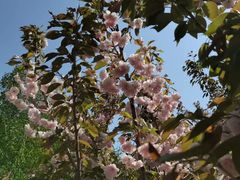 -长白岛森林公园