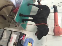 艾咪宠物店-艾咪宠物店(长宁支路店)